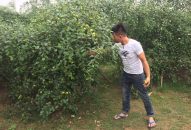 Nỗi buồn mùa táo lỗi hẹn