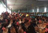 Đẩy mạnh tái cơ cấu chăn nuôi