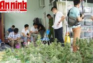 Đột kích tụ điểm nghi trồng cây cần sa, truyền đạo trái phép