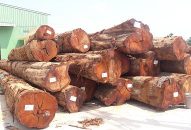 Bắt giữ 2 xe chở gỗ không có giấy tờ