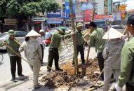 Trồng và chăm sóc cây xanh theo cơ chế hỗ trợ của thành phố: Chưa đúng quy hoạch, quy cách