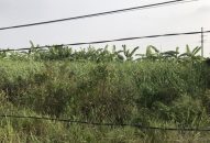 CAQ Đồ Sơn: Truy bắt hai nghi can cướp tài sản lái xe ta-xi