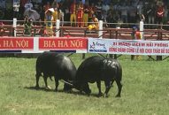 Chọi trâu để lâu thành… “ký ức”?