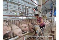 Hướng tới mục tiêu đến năm 2020, xây dựng 200 HTX nông nghiệp hoạt động hiệu quả  Sớm giải thể dứt điểm đơn vị yếu kém