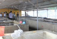 Để bào ngư Bạch Long Vỹ thành thương phẩm