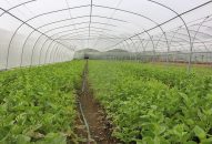 Thu nhập cao gấp 5 lần nhờ mô hình trồng rau nhà lưới