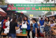 Huyện Cát Hải hỗ trợ nông dân thu hoạch và tiêu thụ vải thiều