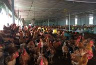 Đẩy mạnh tái cơ cấu ngành chăn nuôi