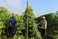 Xây dựng trên 3.500 mô hình tiến bộ kỹ thuật trong nông nghiệp, thủy sản