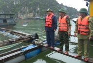 Huyện Cát Hải chủ động phòng chống bão số 4