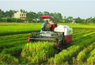 Mở rộng diện tích gieo giống lúa mới, chất lượng cao vào sản xuất: Tích cực tuyên truyền, hỗ trợ