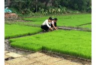 Phòng, chống dịch bệnh phục vụ sản xuất vụ mùa 2018 – Bảo đảm khung thời vụ, xử lý triệt để mầm bệnh