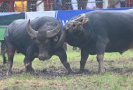 Lễ hội chọi trâu truyền thống Đồ Sơn năm 2018: Các kháp đấu diễn ra quyết liệt, hấp dẫn