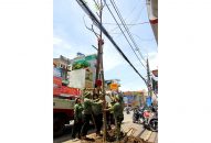 Cơ chế hỗ trợ vật tư trồng cây xanh trên các tuyến đường, ngõ