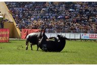 Không tổ chức bán vé thu tiền vào Lễ hội chọi trâu Đồ Sơn năm 2018