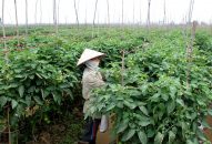 Đổi mới, đột phá công tác cán bộ tại Hải Phòng  Phẩm chất đạo đức và nhiệt huyết là yếu tố quyết định