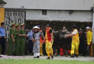 ANTT Lễ hội chọi trâu truyền thống Đồ Sơn năm 2018: Đảm bảo an toàn tuyệt đối cho nhân dân và du khách