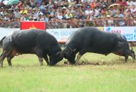 Khai mạc Lễ hội chọi trâu truyền thống Đồ Sơn năm 2018