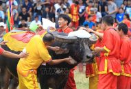 Lần đầu tiên, không bán vé xem lễ hội chọi trâu Đồ Sơn