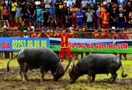 Lễ hội chọi trâu truyền thống Đồ Sơn năm 2018: Ấn tượng đẹp về một mùa lễ hội nhiều đổi mới