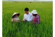 Tiếp tục phòng trừ sâu đục thân 2 chấm, bệnh đạo ôn cổ bông hại lúa mùa