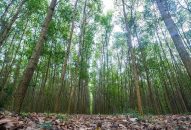 Không phê duyệt các dự án đầu tư mới khi không có phương án trồng rừng thay thế