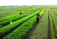 Dân tin, dân chung sức