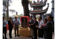 Cây bàng đình Đẩu Sơn trở thành Cây di sản Việt Nam