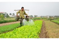 Tình trạng thiếu lao động nông nghiệp:  Tài nguyên đất đai lãng phí càng tăng