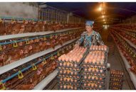 Triển khai chính sách tín dụng nông nghiệp, nông thôn tại huyện Tiên Lãng  Nguồn lực cho nông thôn đổi mới