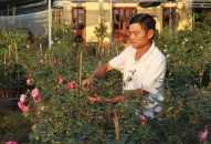 “Làng hoa hồng” Kiều Trung tất bật trước Tết