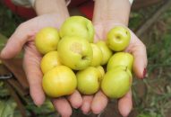 Bàng La mùa táo “muối”