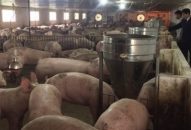 Chi cục Chăn nuôi & Thú y: Cấp chứng chỉ hàng nghề thú y cho 35 cá nhân