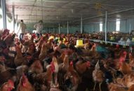 Giá trị sản xuất chăn nuôi đạt 5.155,6 tỷ đồng