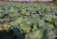 Chi cục Trồng trọt & Bảo vệ thực vật: 63.190 lượt người được tập huấn kỹ thuật sản xuất, phòng trừ sinh vật gây hại