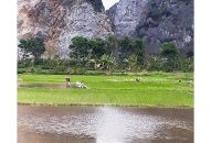 Vụ lúa xuân 2019: Khan hiếm lao động cấy lúa