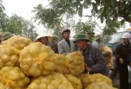 Huyện Tiên Lãng: Trồng gần 1.300 ha cây vụ xuân