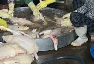 Công an quận Hồng Bàng: Phát hiện cơ sở giết mổ gia cầm không rõ nguồn gốc tại số 40 Tam Bạc
