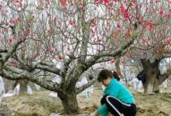 Xã Đặng Cương (An Dương):  Cải tạo vườn, bắt đầu vụ đào mới