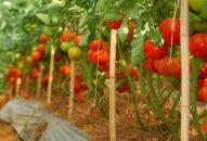 Huyện An Dương: Mỗi ha rau màu vụ Đông cho thu nhập từ 200-400 triệu đồng