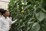 Công ty VinEco: Sớm đưa diện tích đất thuộc dự án Khu Nông nghiệp ứng dụng công nghệ cao tại xã Tam Đa (Vĩnh Bảo) vào sử dụng