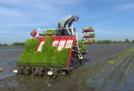 Huyện An Dương:  Diện tích lúa xuân 2019 giảm 100 ha so với năm 2018