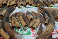 “Mắt thần” soi hàng cấm của lực lượng Hải quan