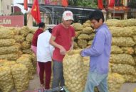Huyện Tiên Lãng: Có 150 ha khoai tây được bao tiêu sản phẩm