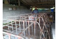 Người nuôi lợn mong được hỗ trợ kịp thời