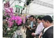 Lễ hội hoa lan 2019: Sân chơi thú vị của người yêu hoa