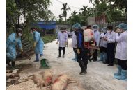Phòng, chống, ngăn chặn dịch tả lợn châu Phi trên địa bàn thành phố: Huyện Thủy Nguyên xử lý kịp thời, an toàn