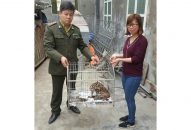 Bàn giao 2 cá thể động vật hoang dã