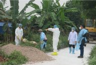 Quyết liệt phòng, chống dịch tả lợn châu Phi  Tiêu hủy đàn lợn khẩn trương, đúng cách, đúng chỗ