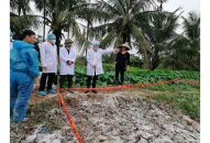 Các huyện An Dương, Vĩnh Bảo, Tiên Lãng bao vây dập dịch, thực hiện nghiêm quy trình tiêu hủy lợn